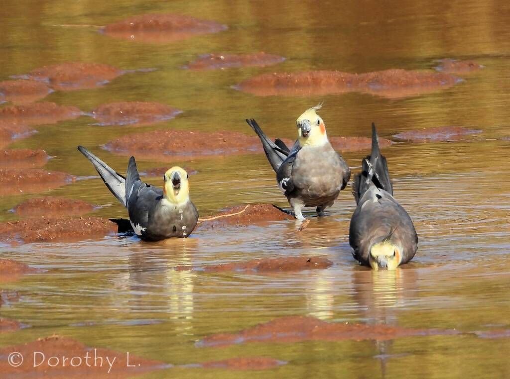 Cockatiels (Nymphicus hollandicus), Kunoth Bore, NT