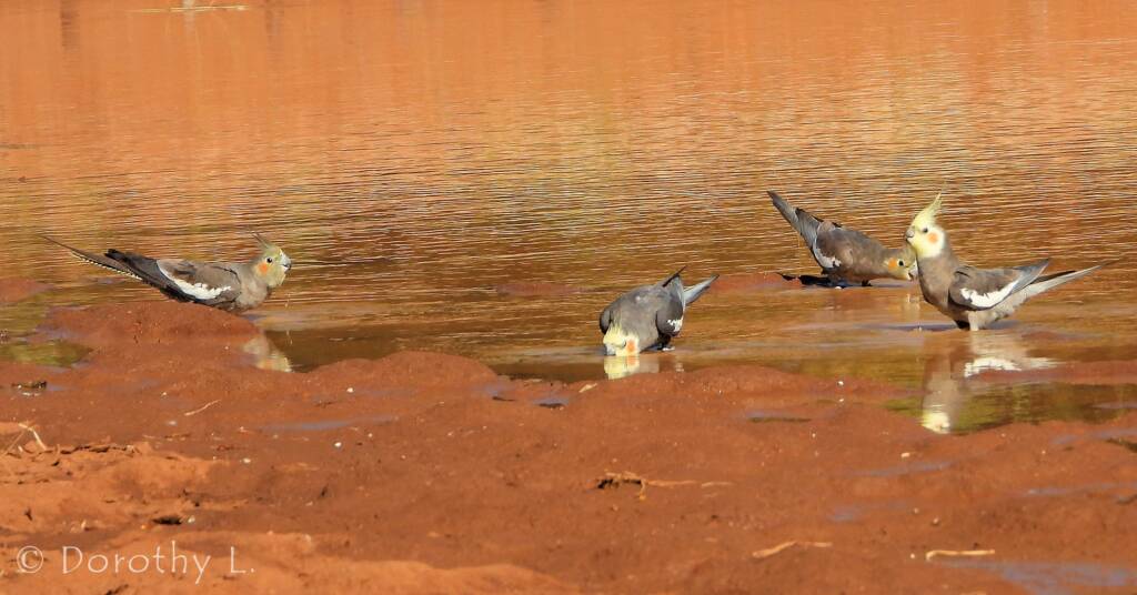 Cockatiels (Nymphicus hollandicus), Kunoth Bore, NT