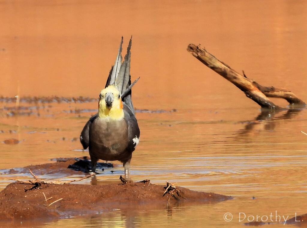 Cockatiel (Nymphicus hollandicus), Kunoth Bore, NT