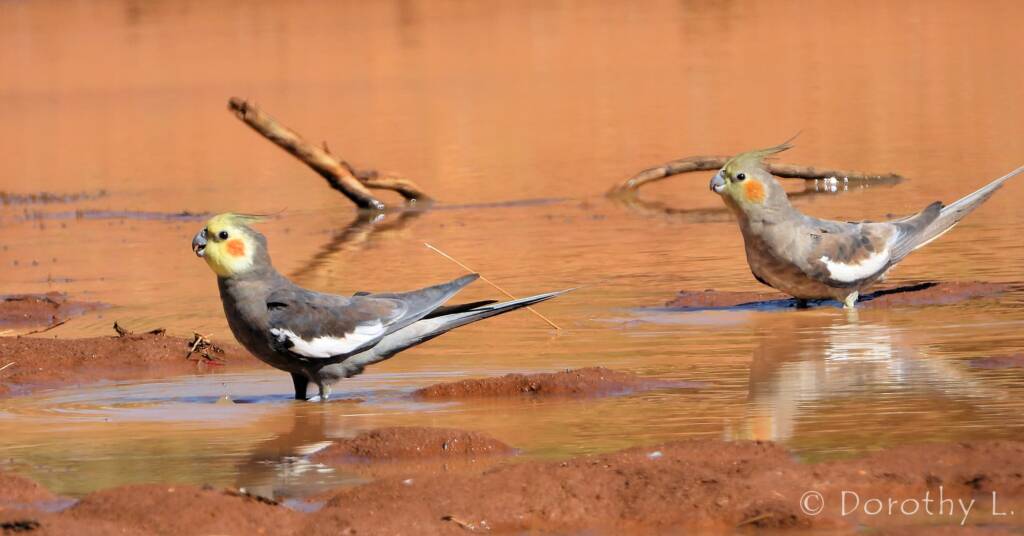 Cockatiels (Nymphicus hollandicus), Kunoth Bore, NT