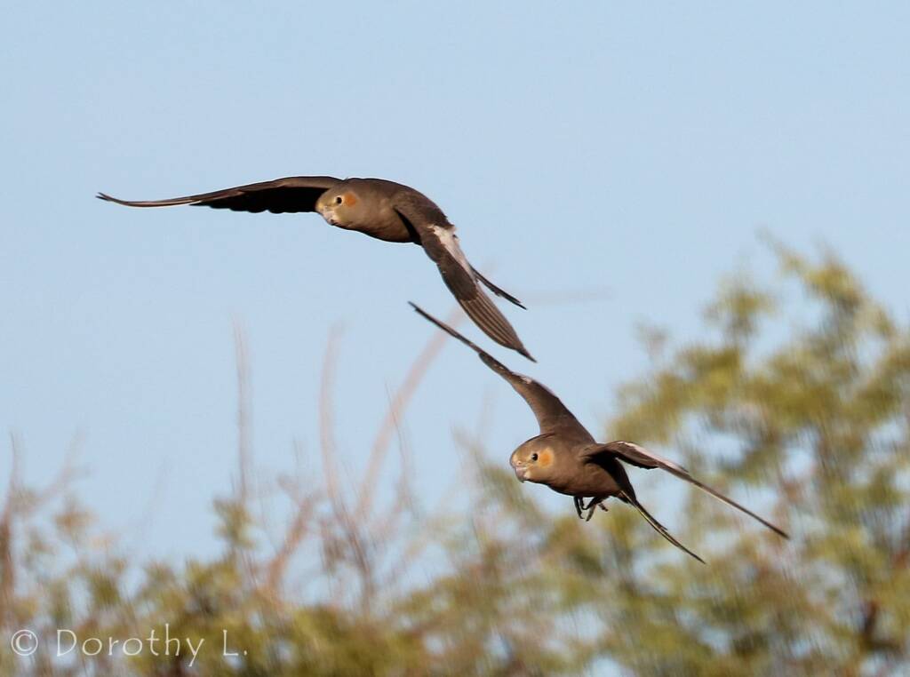 Cockatiels (Nymphicus hollandicus) in flight