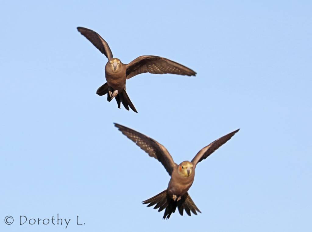 Cockatiels (Nymphicus hollandicus) in flight