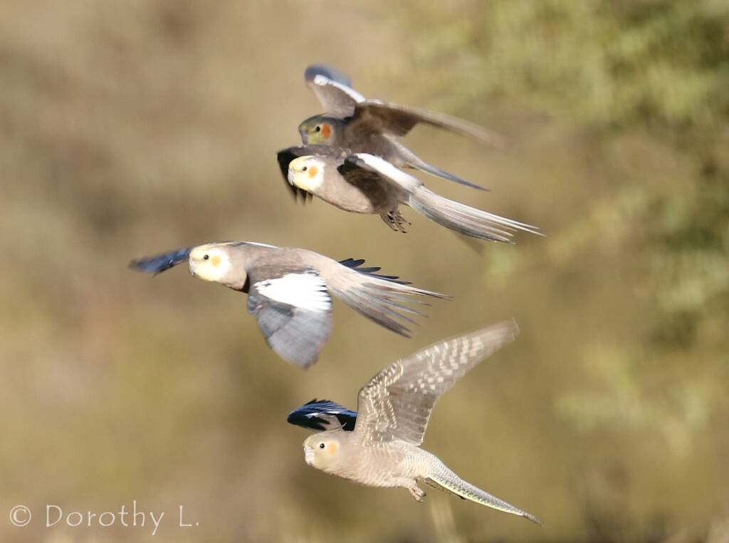 Cockatiels (Nymphicus hollandicus) in flight