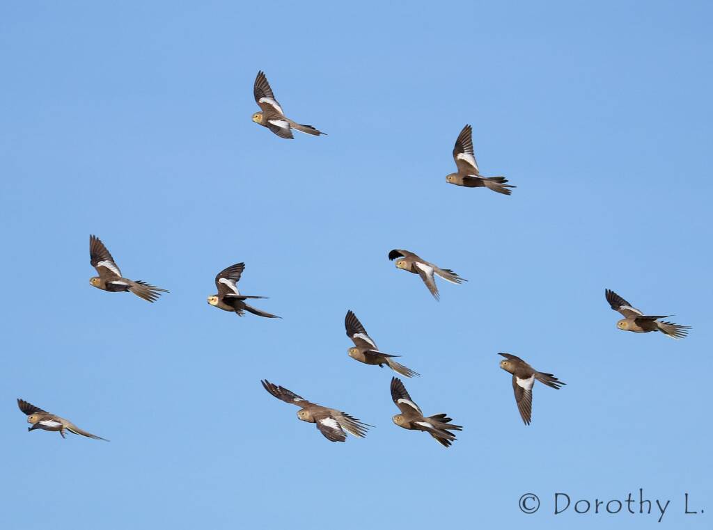 Cockatiels (Nymphicus hollandicus) in flight