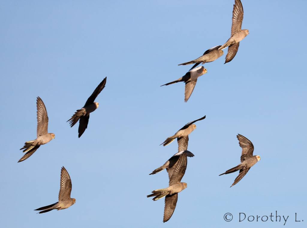 Cockatiels (Nymphicus hollandicus) in flight