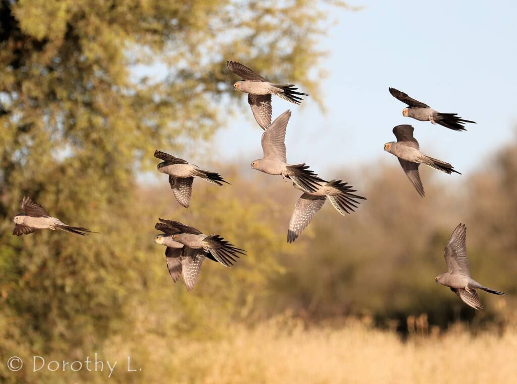 Cockatiels (Nymphicus hollandicus) in flight