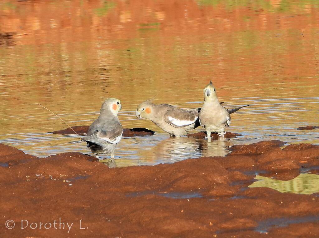 Cockatiels (Nymphicus hollandicus), Kunoth Bore, NT