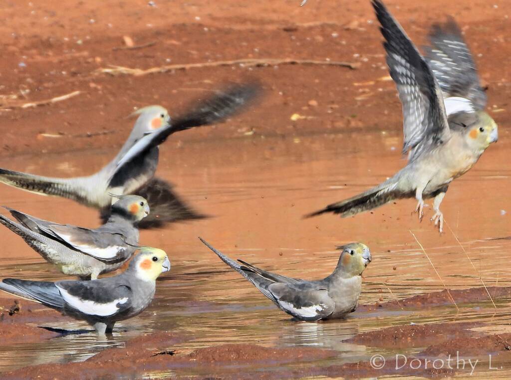 Cockatiels (Nymphicus hollandicus), Kunoth Bore, NT