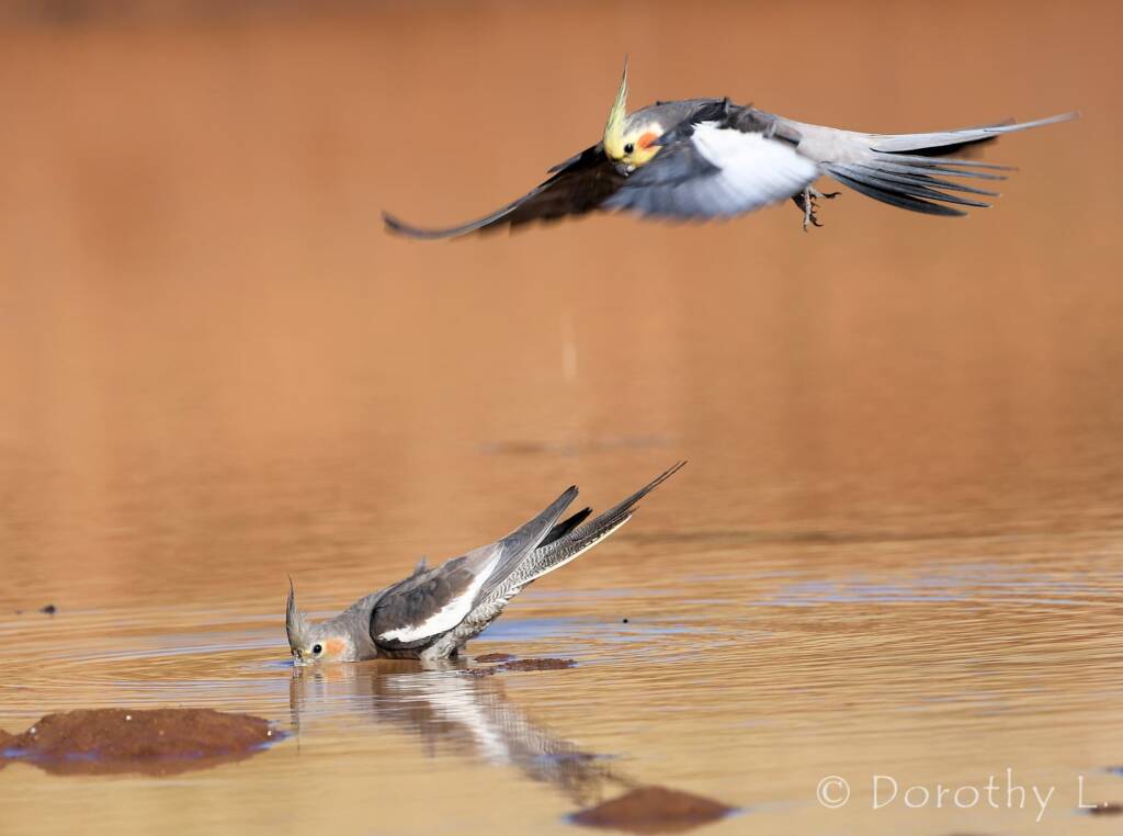 Cockatiels (Nymphicus hollandicus), Kunoth Bore, NT