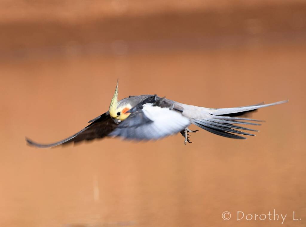 Cockatiel (Nymphicus hollandicus) in flight, Kunoth Bore, NT