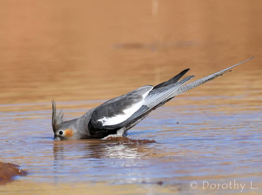Cockatiel (Nymphicus hollandicus), Kunoth Bore, NT