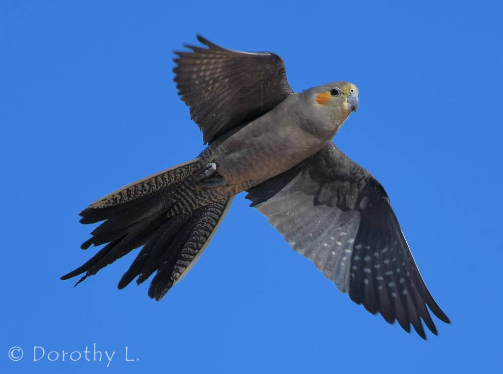 Cockatiel (Nymphicus hollandicus) in flight