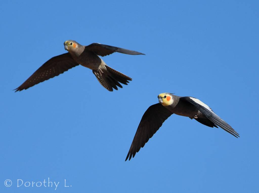 Cockatiels (Nymphicus hollandicus) in flight