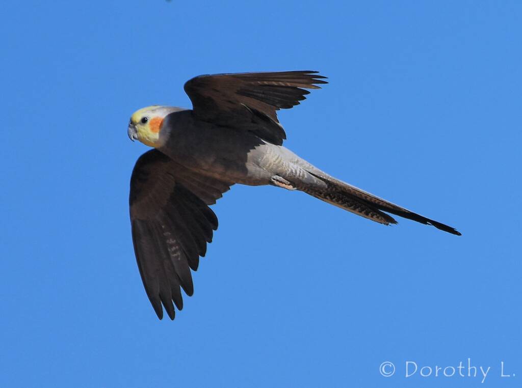 Cockatiel (Nymphicus hollandicus) in flight