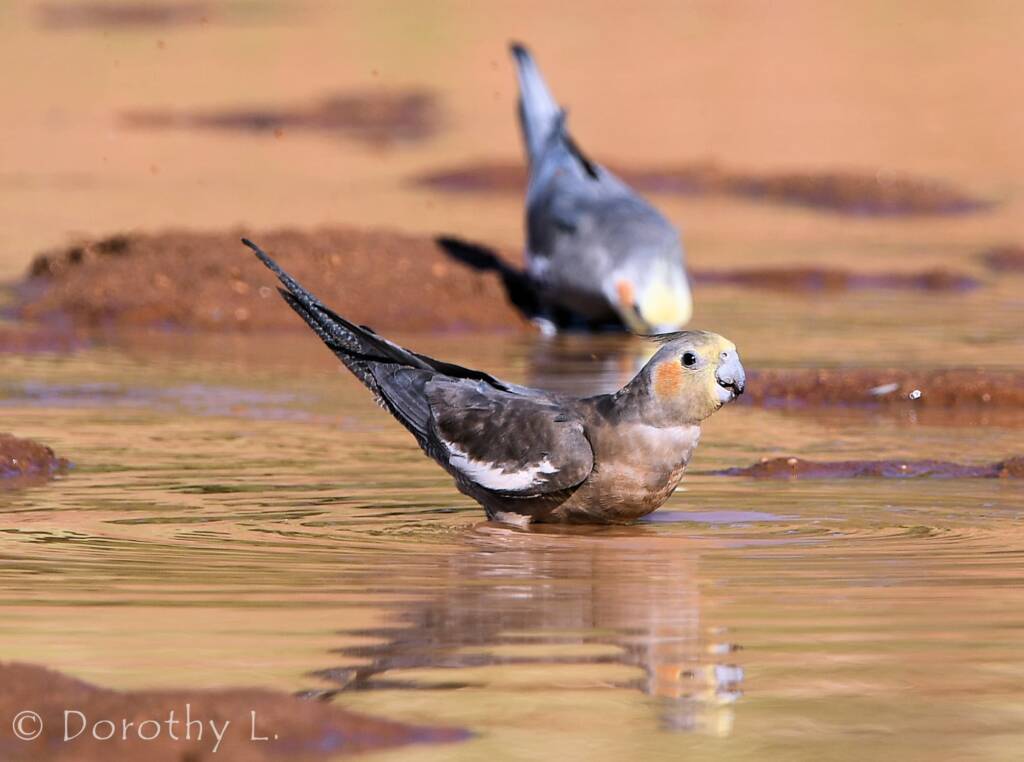 Cockatiel (Nymphicus hollandicus), Kunoth Bore, NT