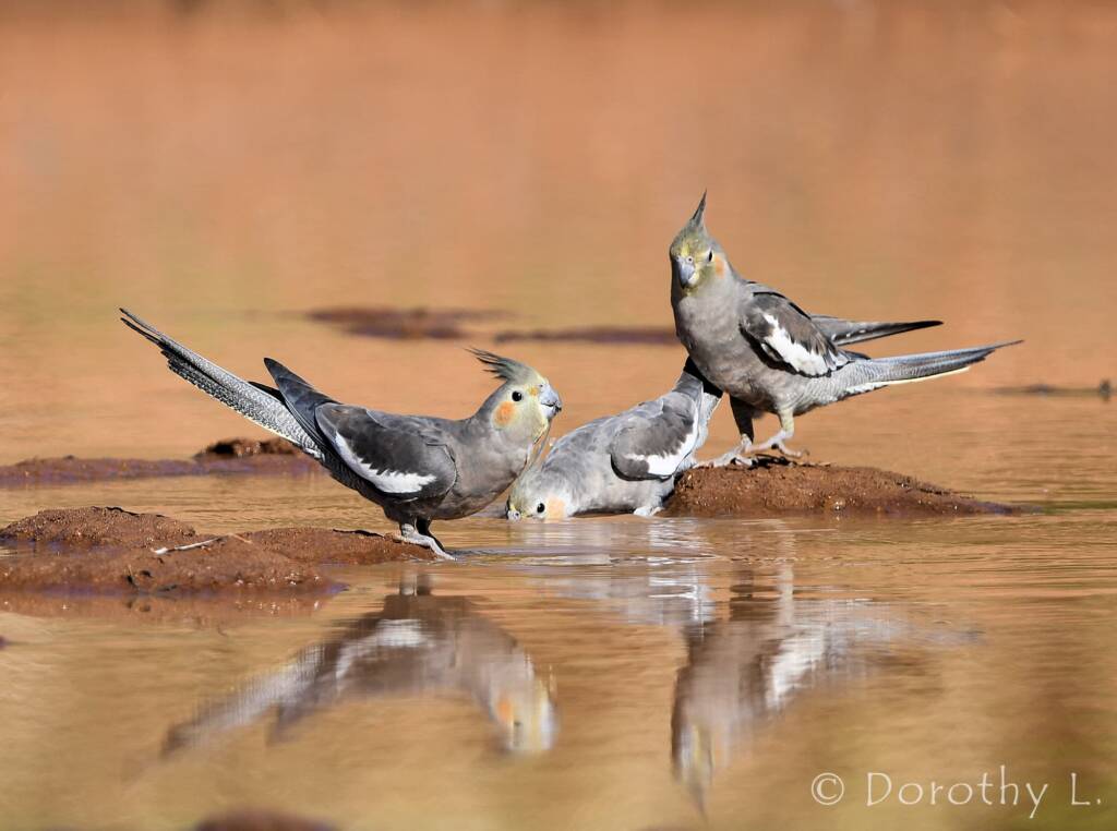 Cockatiels (Nymphicus hollandicus), Kunoth Bore, NT