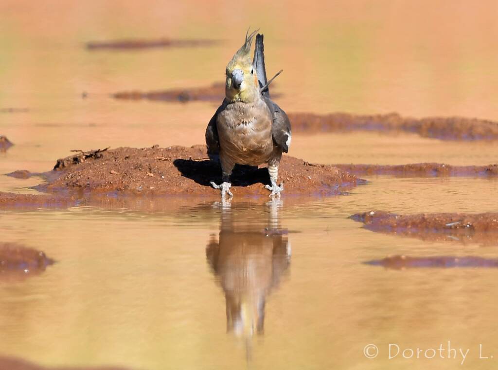 Cockatiel (Nymphicus hollandicus), Kunoth Bore, NT