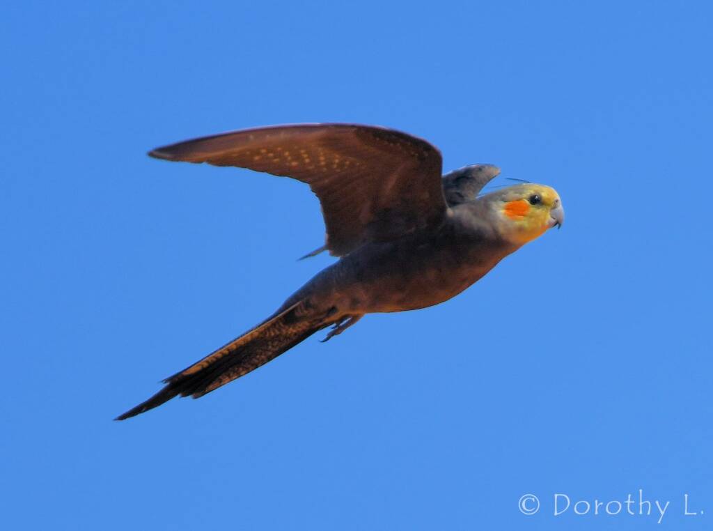 Cockatiel (Nymphicus hollandicus) in flight