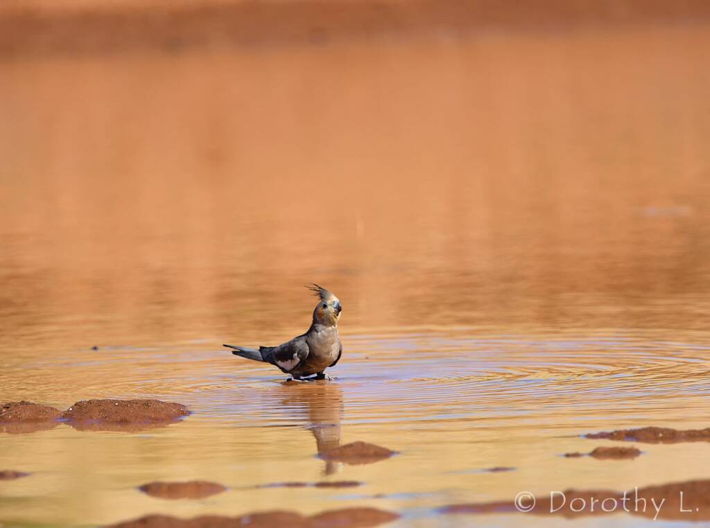 Cockatiel (Nymphicus hollandicus), Kunoth Bore, NT