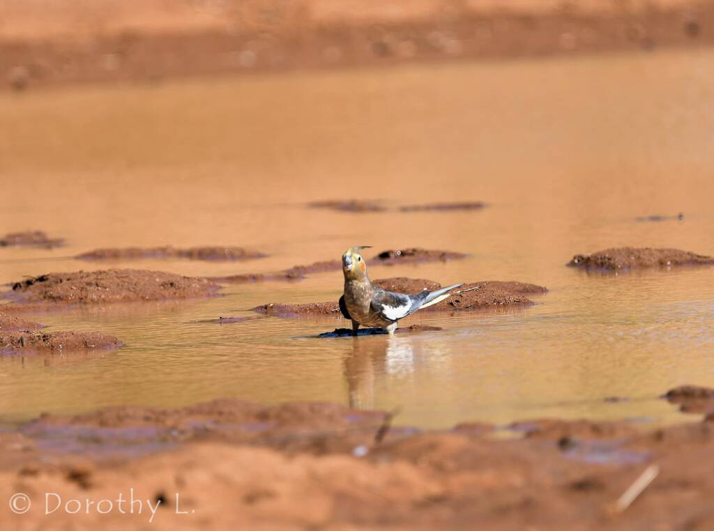 Cockatiel (Nymphicus hollandicus), Kunoth Bore, NT