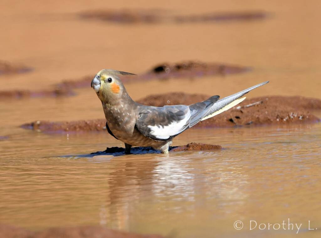 Cockatiel (Nymphicus hollandicus), Kunoth Bore, NT