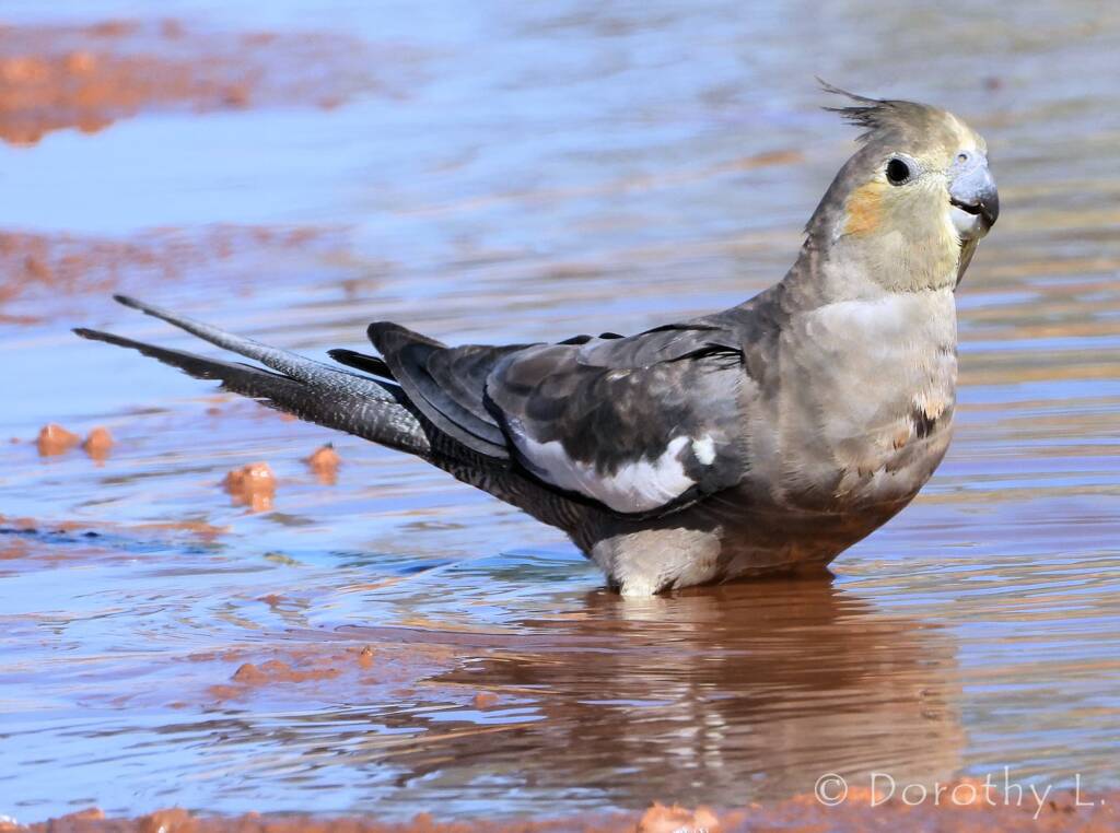 Cockatiel (Nymphicus hollandicus)