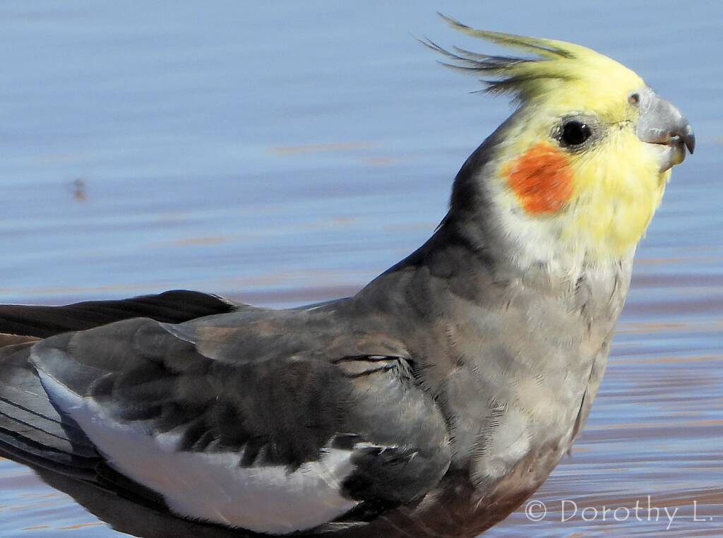 Cockatiel (Nymphicus hollandicus)