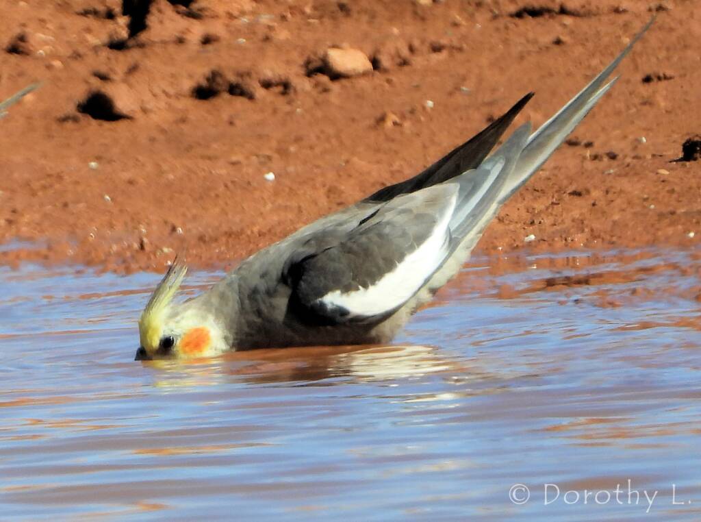 Cockatiel (Nymphicus hollandicus)