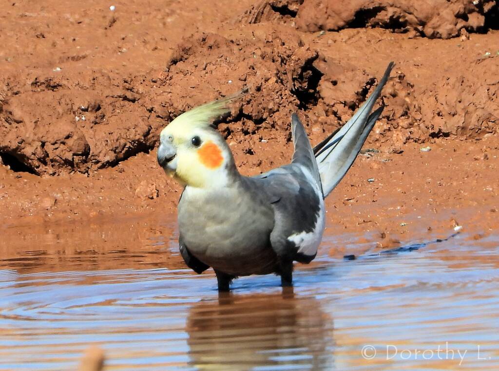 Cockatiel (Nymphicus hollandicus)
