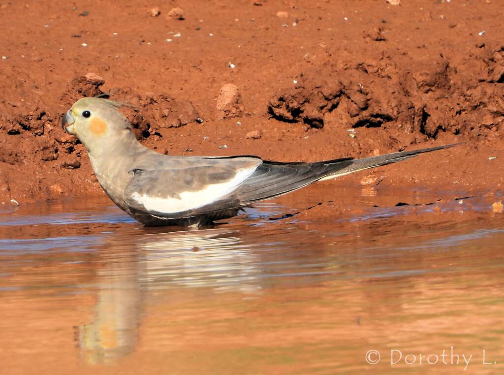 Cockatiel (Nymphicus hollandicus)