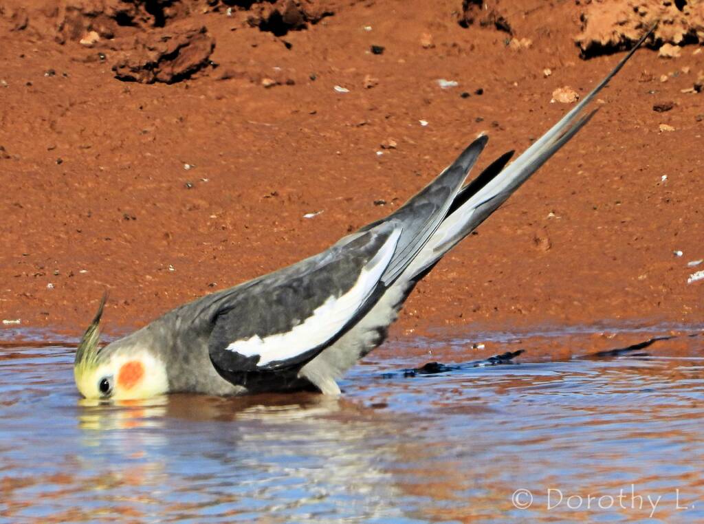 Cockatiel (Nymphicus hollandicus)
