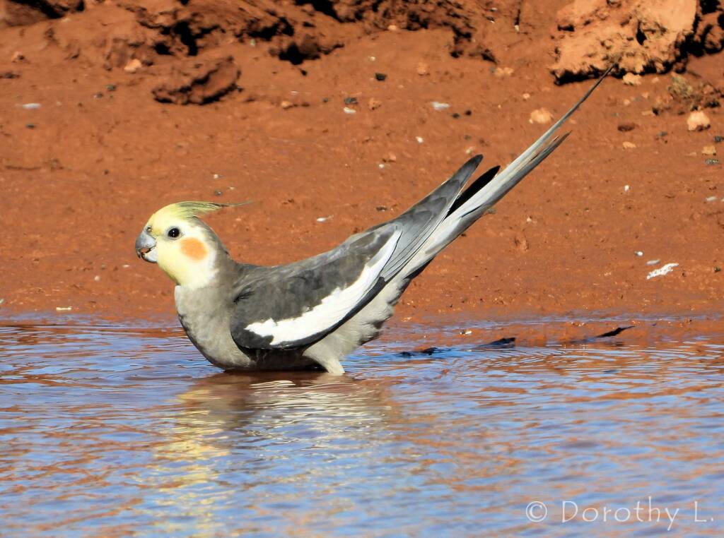 Cockatiel (Nymphicus hollandicus)