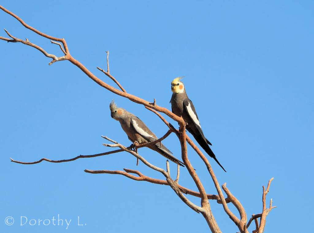 Cockatiels (Nymphicus hollandicus)