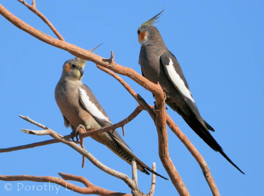 Cockatiels (Nymphicus hollandicus)
