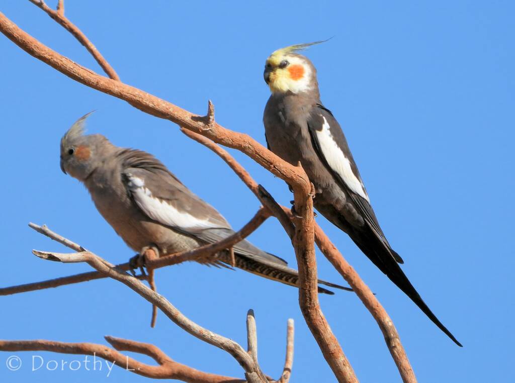 Cockatiels (Nymphicus hollandicus)