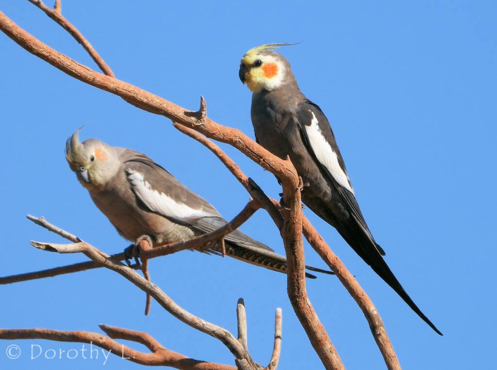 Cockatiels (Nymphicus hollandicus)