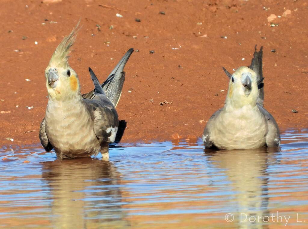 Cockatiel (Nymphicus hollandicus)