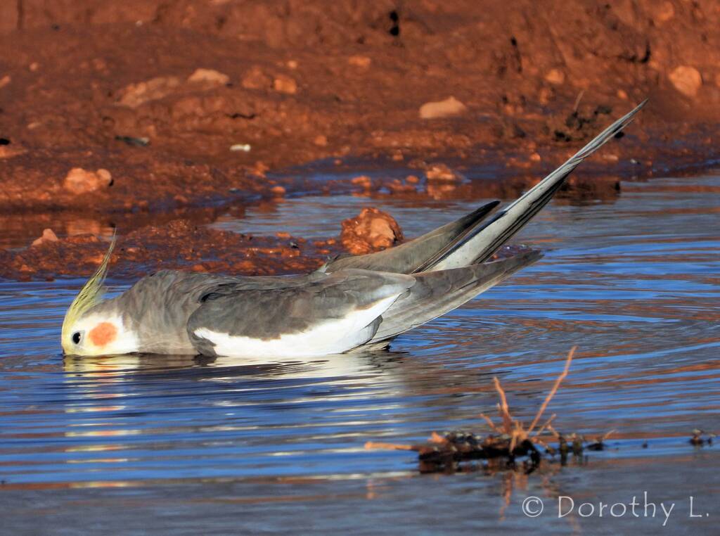 Cockatiel (Nymphicus hollandicus)