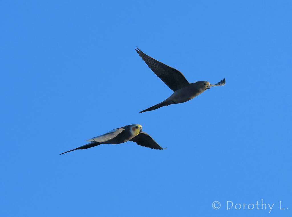 Cockatiel (Nymphicus hollandicus) in flight