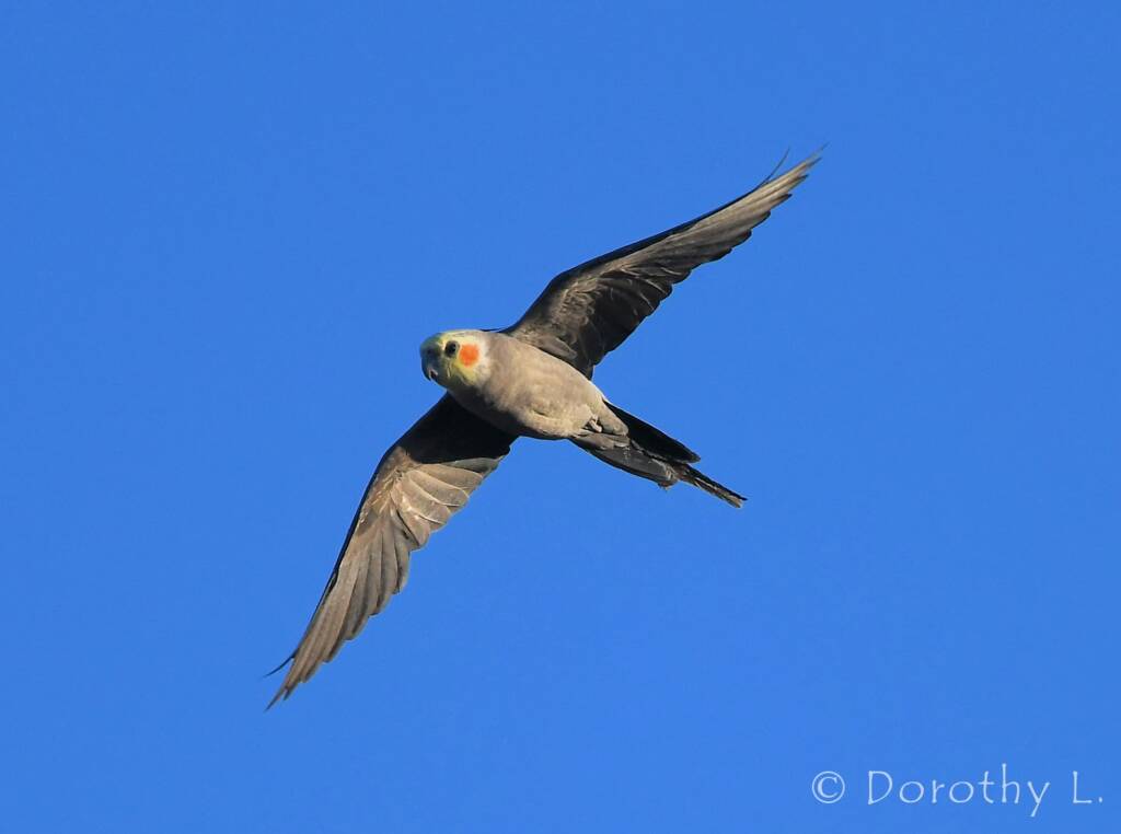 Cockatiel (Nymphicus hollandicus) in flight