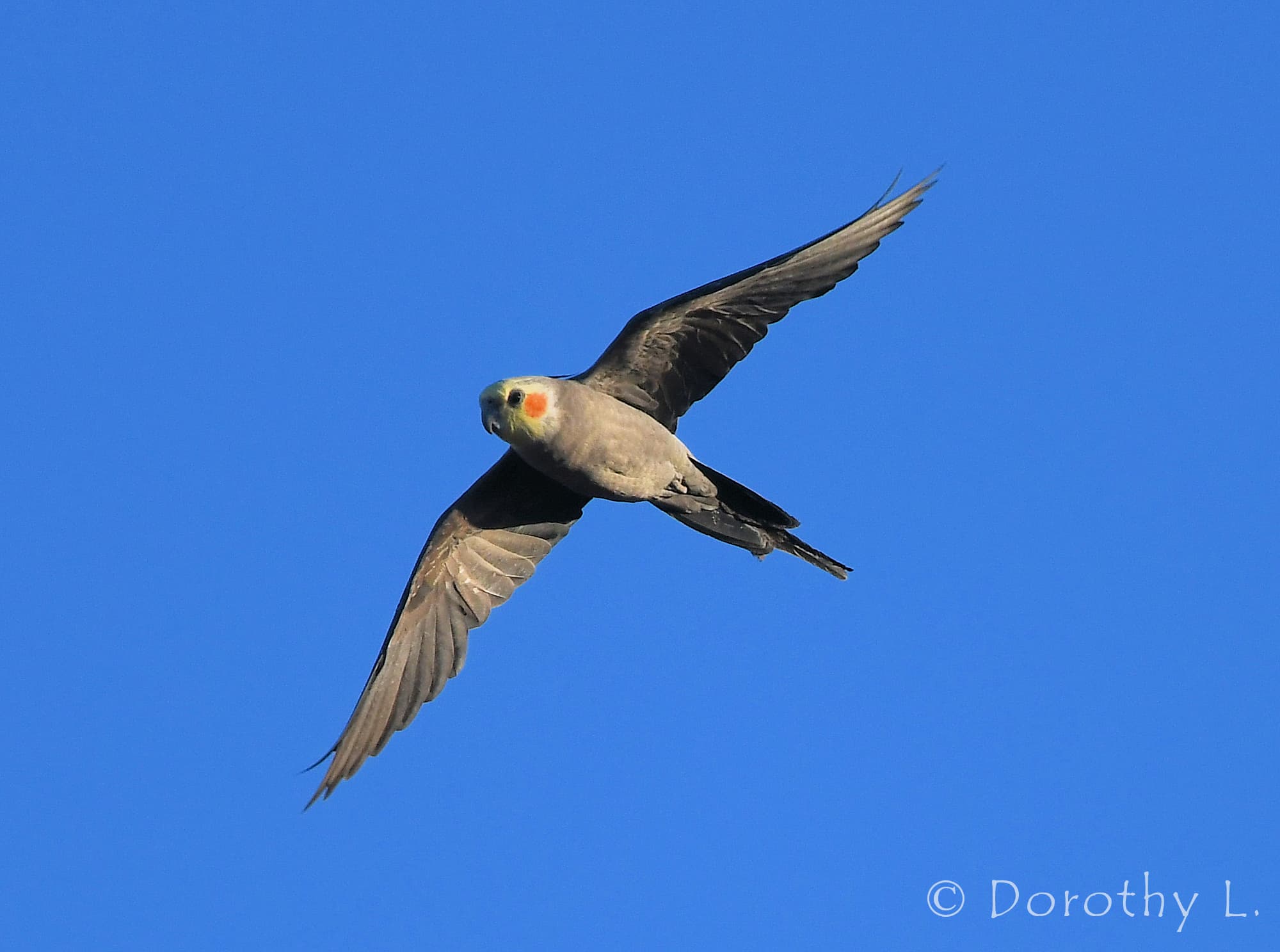 Cockatiel (Nymphicus hollandicus) in flight