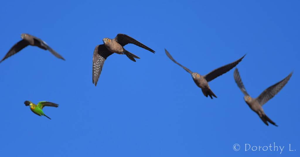 Cockatiels (Nymphicus hollandicus) in flight