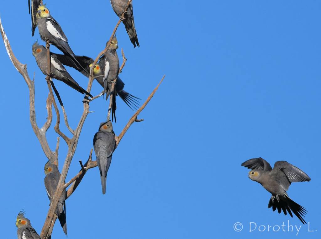 Cockatiels (Nymphicus hollandicus)