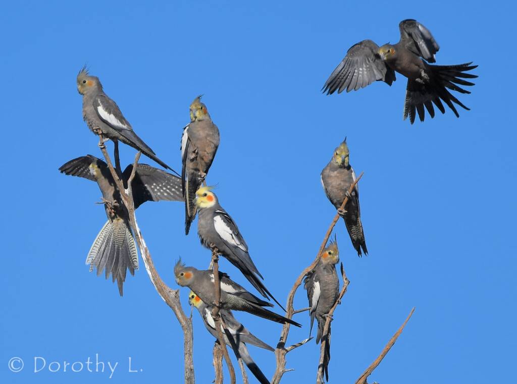 Cockatiels (Nymphicus hollandicus)