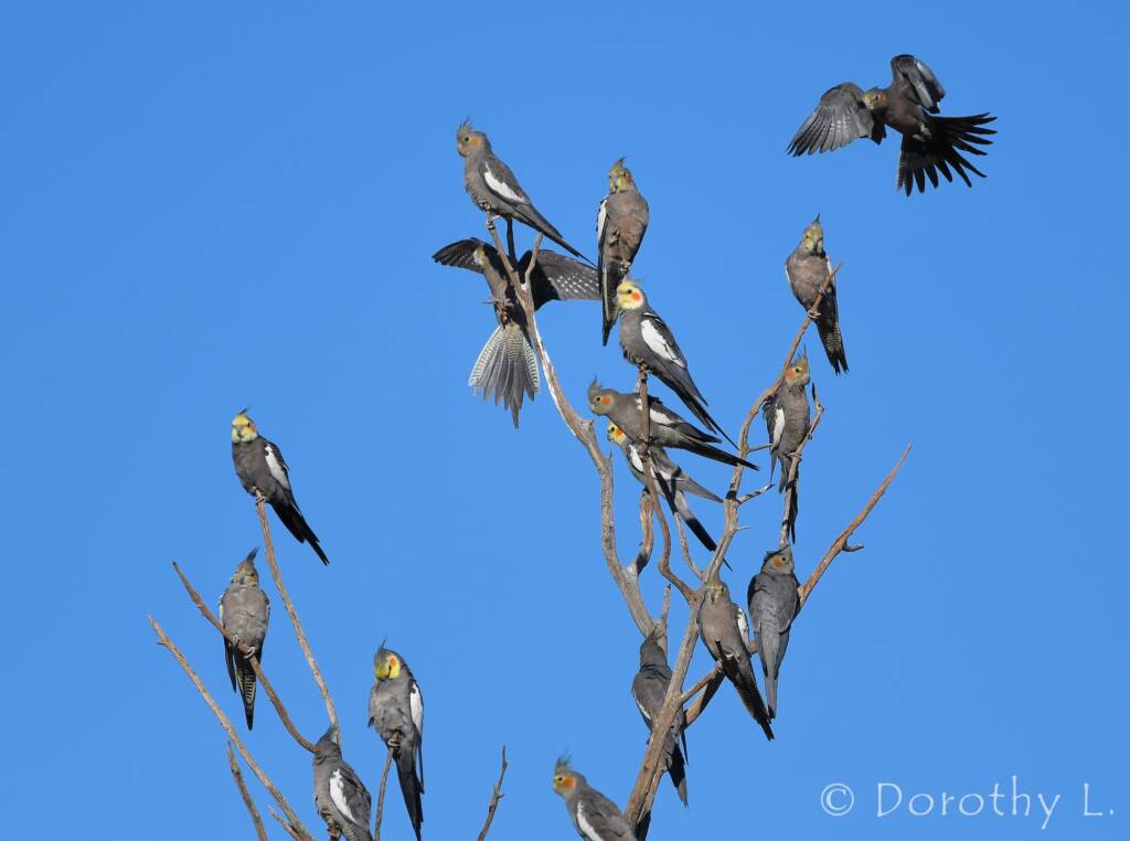 Cockatiels (Nymphicus hollandicus)