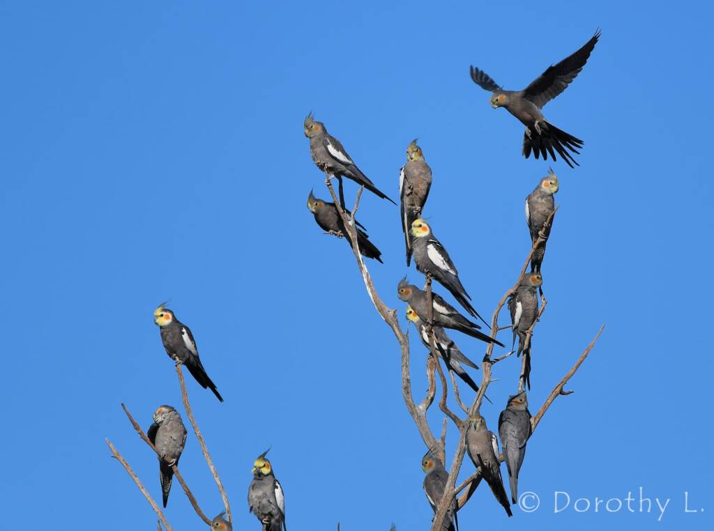 Cockatiels (Nymphicus hollandicus)