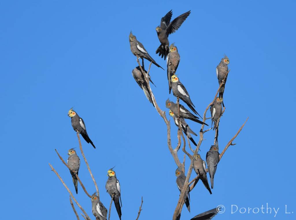 Cockatiels (Nymphicus hollandicus)