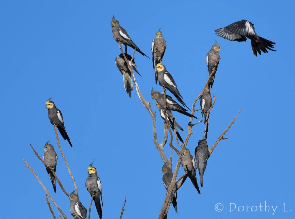 Cockatiels (Nymphicus hollandicus)