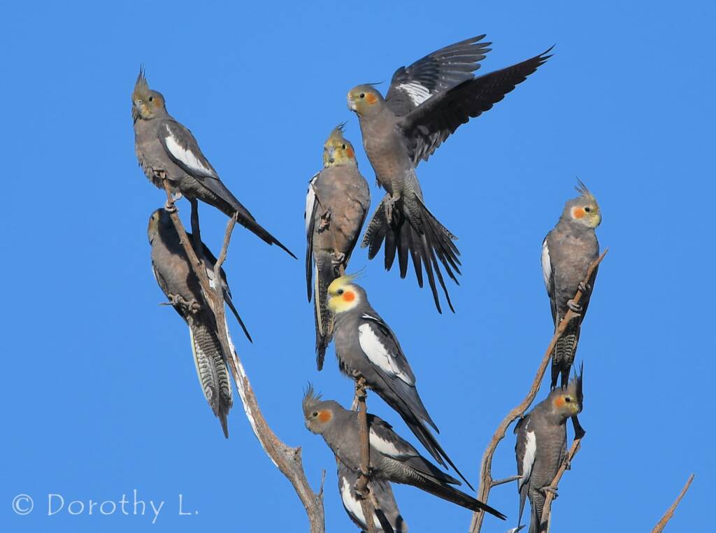 Cockatiels (Nymphicus hollandicus)