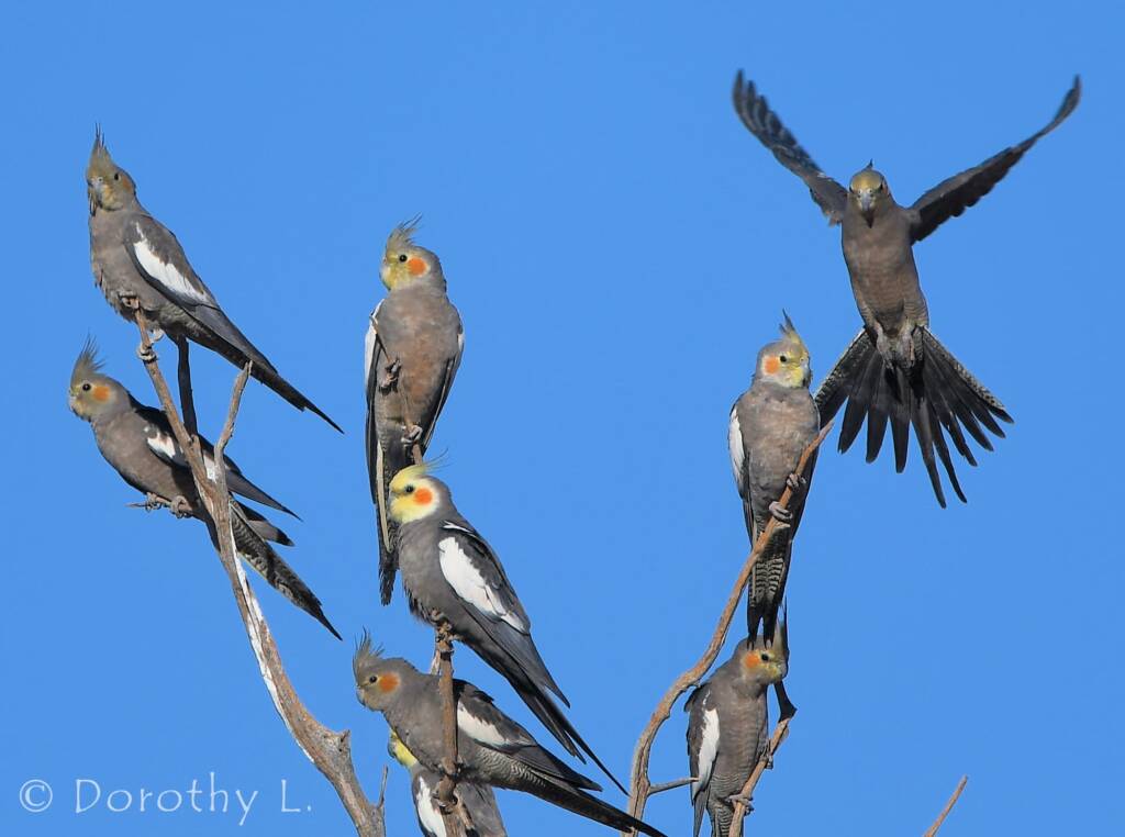 Cockatiels (Nymphicus hollandicus)